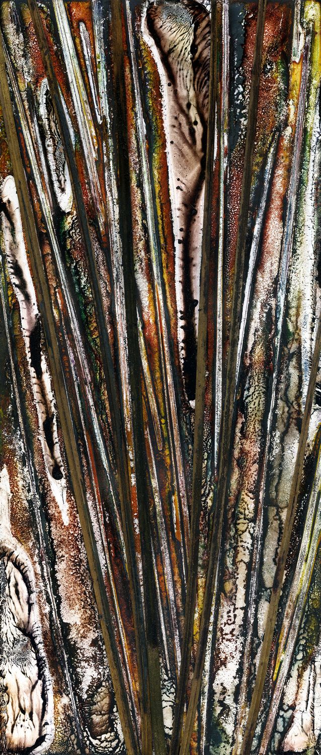 Grass Tree-Xanthorrhoea species-Majestic / Artwork