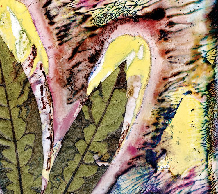 Spice Bush (Triunia youngiana) Aroma / Artwork