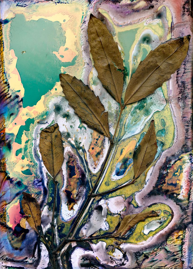 Sassafras (Doryphora sassafras) Sweet-scented flower / Artwork