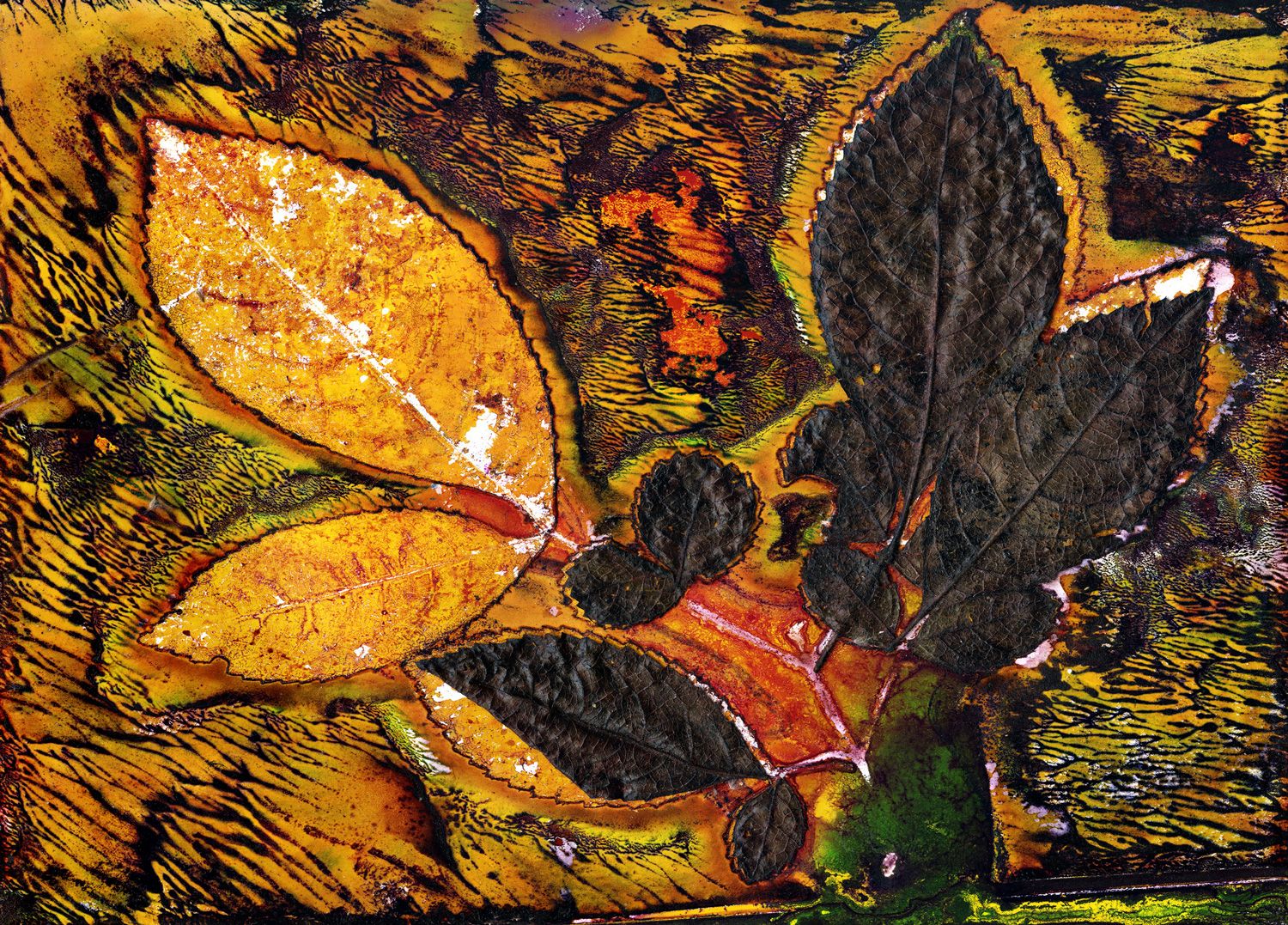 Rose-leaf Marara (Ackama paniculosa) Corky Bark / Artwork
