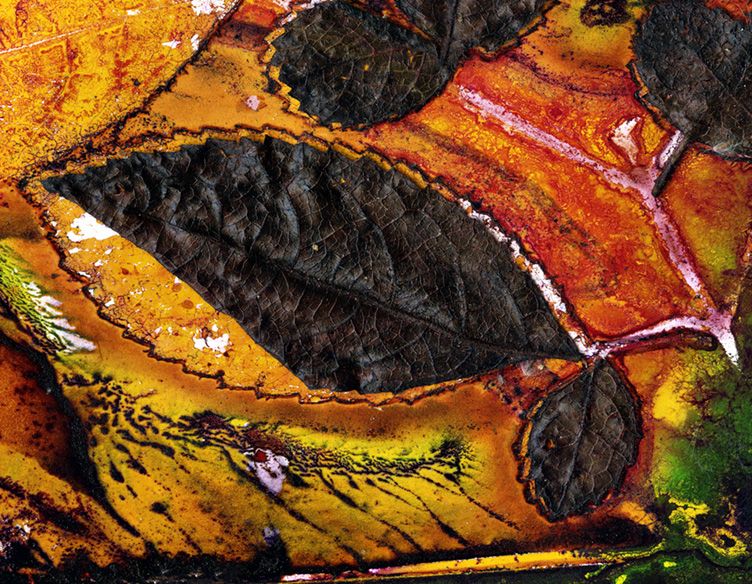Rose-leaf Marara (Ackama paniculosa) Corky Bark / Artwork