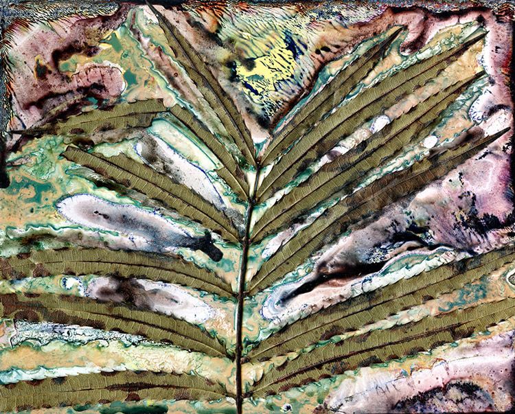 Turnipwood (Akania bidwillii) Silverleaf Morning / Artwork