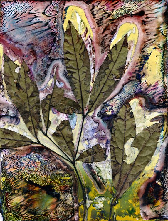Spice Bush (Triunia youngiana) Aroma / Artwork