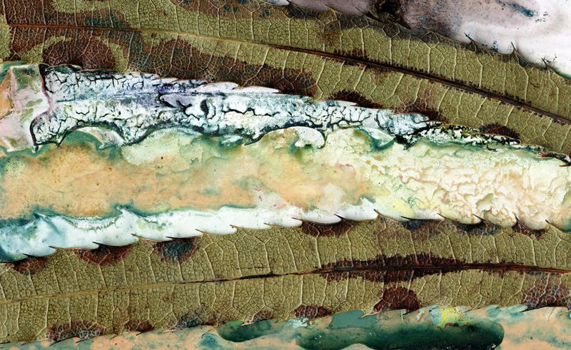 Turnipwood (Akania bidwillii) Silverleaf Morning / Artwork