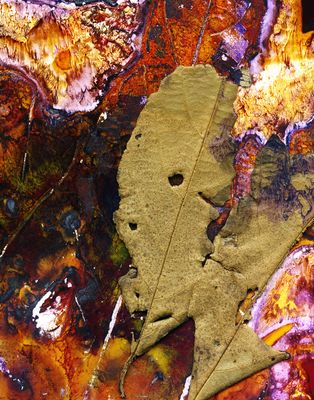 Alphitonia excelsa … pain reliever … / Artwork