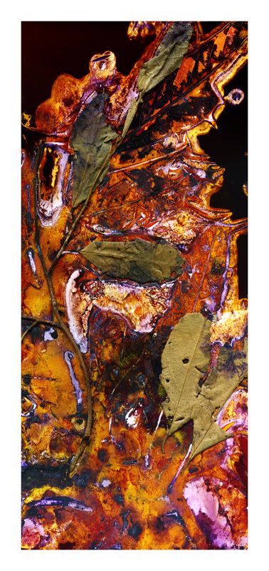Alphitonia excelsa … pain reliever … / Artwork