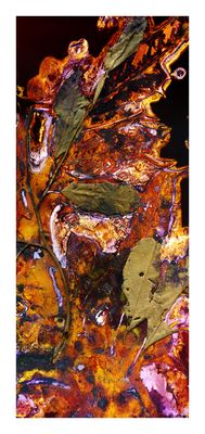 Alphitonia excelsa … pain reliever … / Artwork Alphitonia excelsa … pain reliever … / Artwork