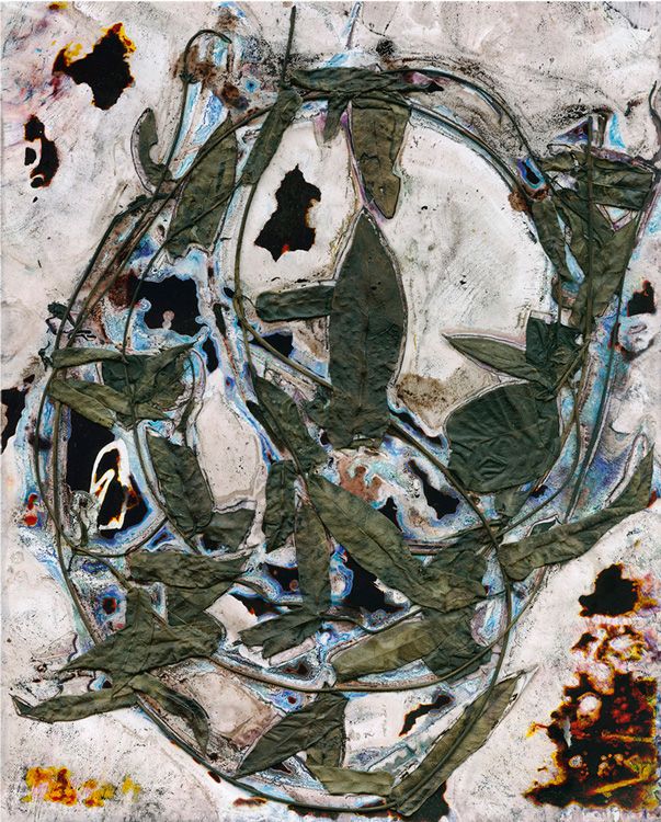 Hardenbergia violacea ... (Native sarsaparilla) / Artwork