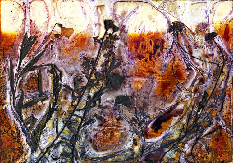 Granite Belt Wildflowers, Harrigans Lane I / Artwork