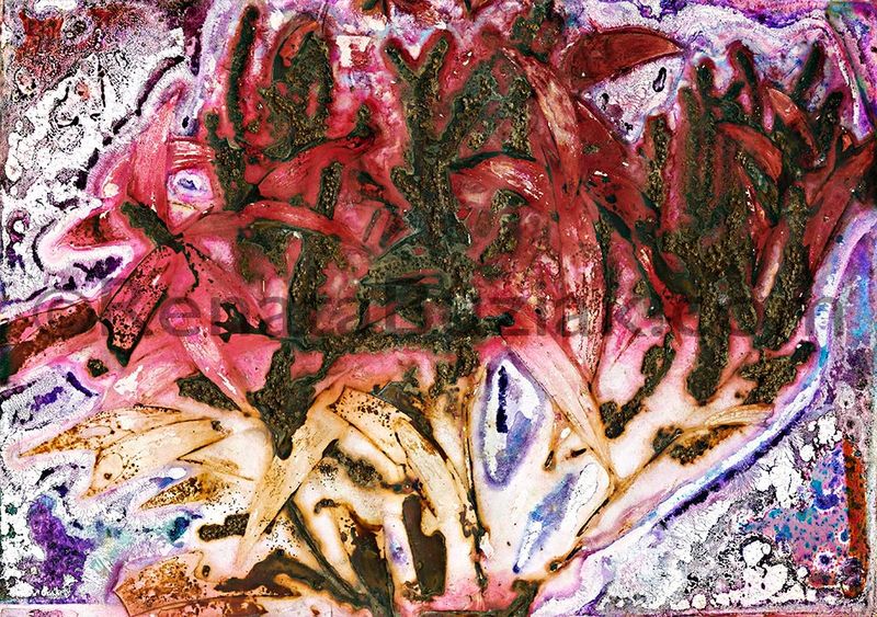 Acacia concurrens… anaesthetic…  / Artwork Acacia concurrens… anaesthetic…  / Artwork