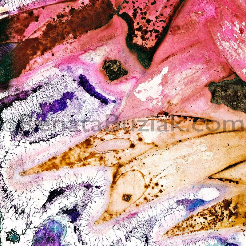 Acacia concurrens… anaesthetic… / Artwork