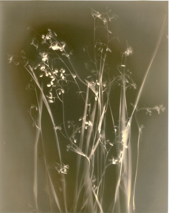 Dianella caerulea, var. producta-(Blue flax lily), lumen print, unique