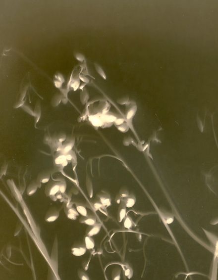 Dianella caerulea, var. producta-(Blue flax lily), lumen print, unique