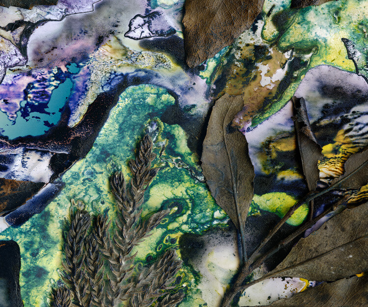Gondwanan Rainforest Canopy / Artwork