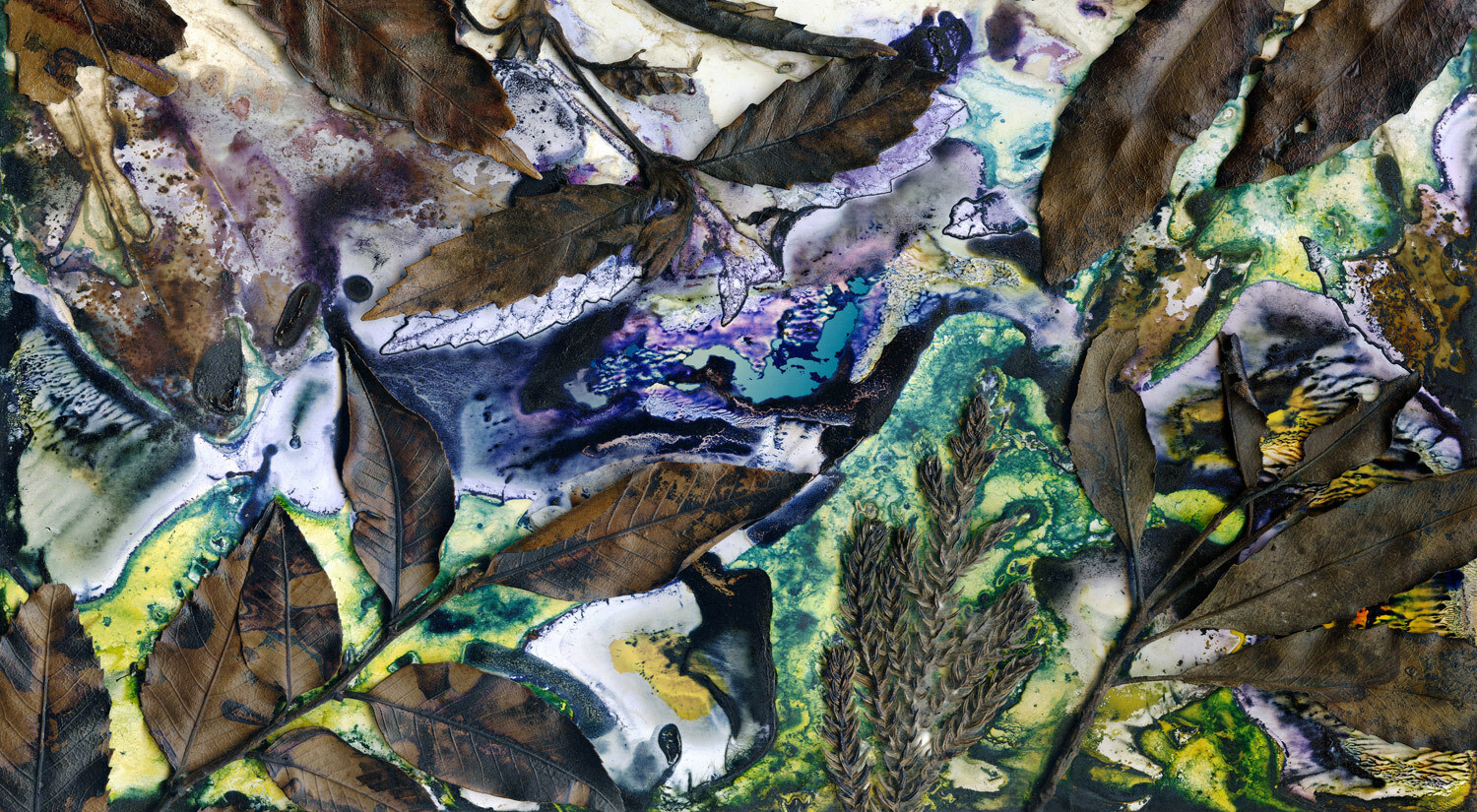 Gondwanan Rainforest Canopy / Artwork