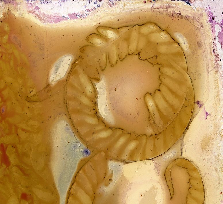 Rough Tree Fern (Cyathea Australis) Sting Remedy / Artwork