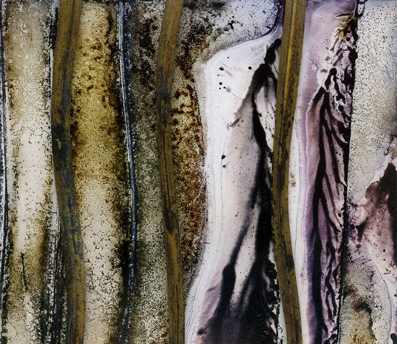Grass Tree (Xanthorrhoea species) Resin/ Artwork / textile
