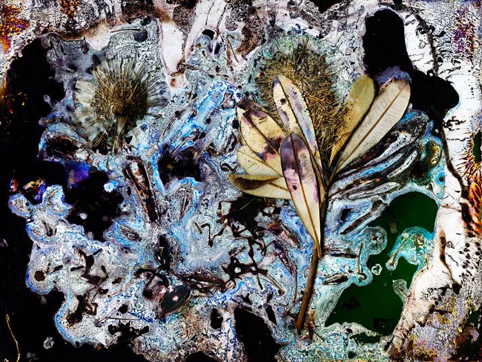 Banksia interifolia, sweet nectar  / Artwork