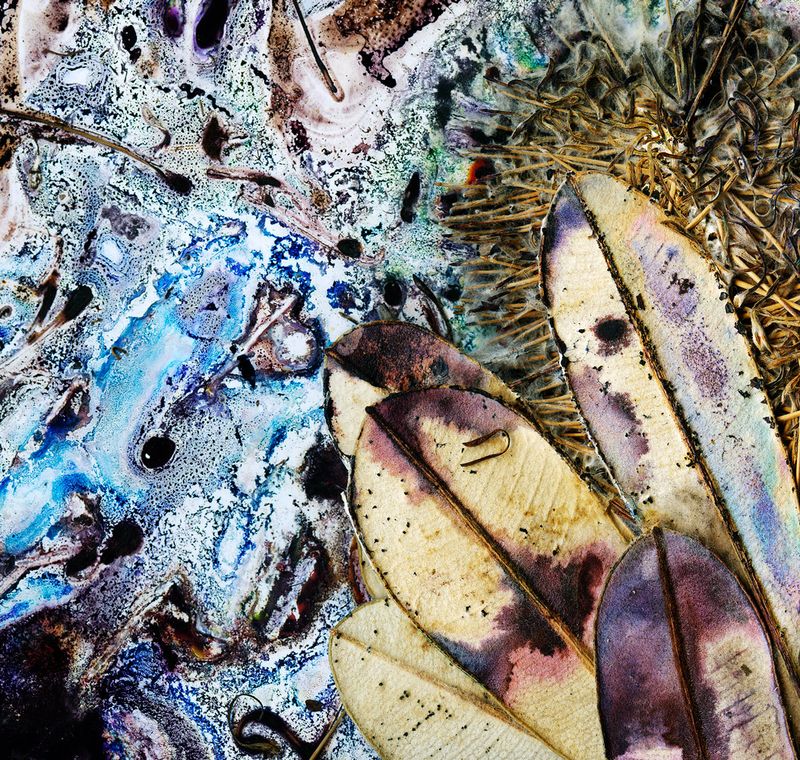 Banksia interifolia, sweet nectar / Artwork