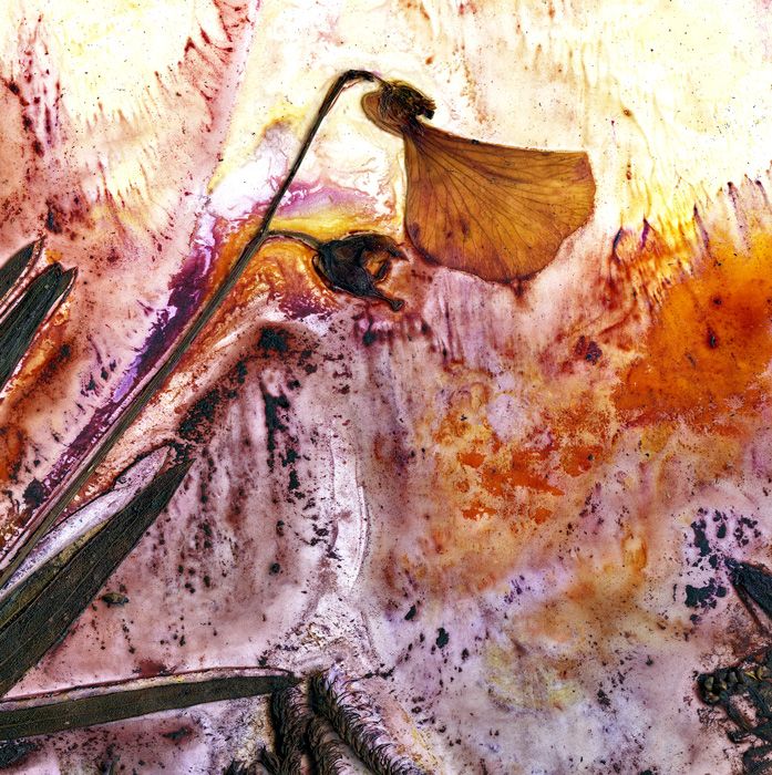 Granite Belt Wildflowers, Harrigans Lane I / Artwork