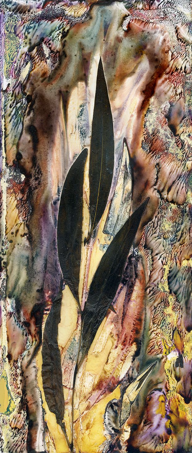 Geebung (Persoonia species) Healing Sweet Snack / Artwork