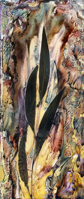 Geebung (Persoonia species) Healing Sweet Snack / Artwork