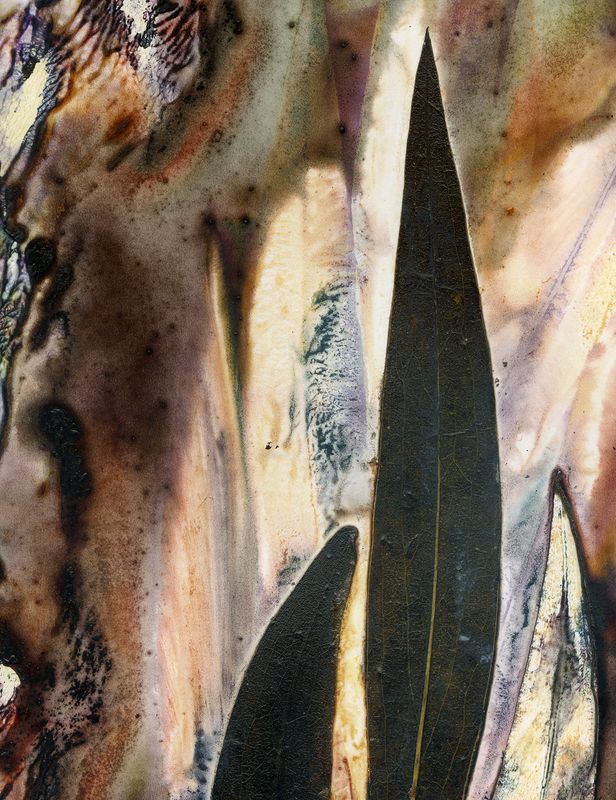 Geebung (Persoonia species) Healing Sweet Snack / Artwork