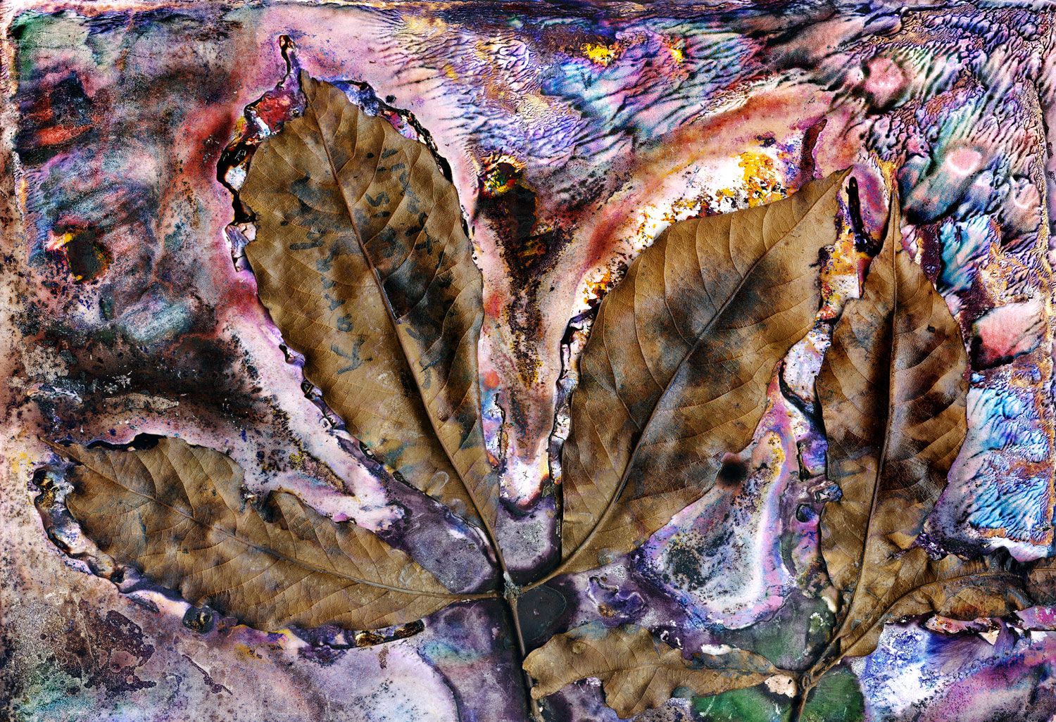 Red Carabeen (Karrabina benthamiana) Study / Artwork