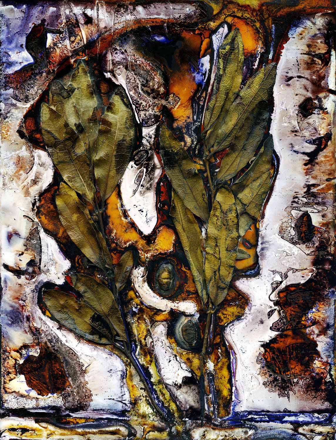 Veiny Wilkiea (Wilkea huegeliana) Fallen Fruit / Artwork