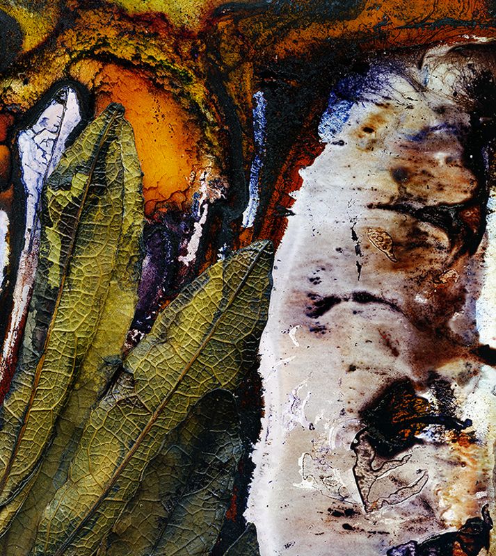 Veiny Wilkiea (Wilkea huegeliana) Fallen Fruit / Artwork