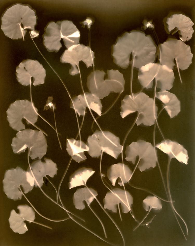 Viola hederacea (Native violet), lumen print, unique