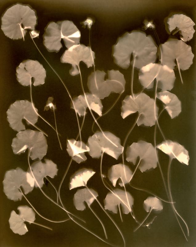 Viola hederacea (Native violet), lumen print, unique