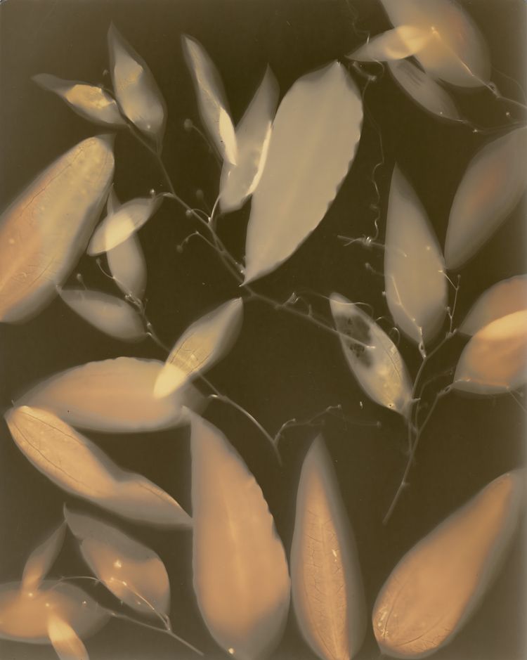 Smilax glyciphylla (Native sarsaparilla), lumen print, unique