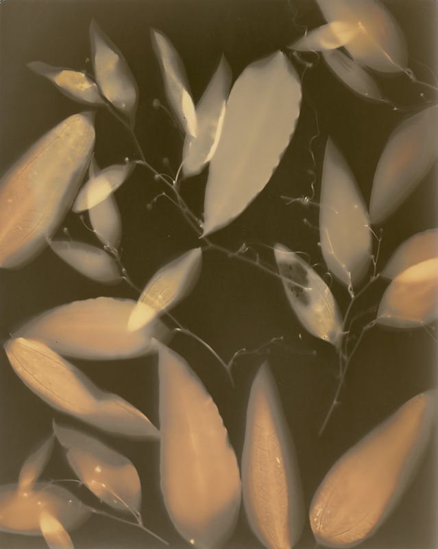 Smilax glyciphylla (Native sarsaparilla), lumen print, unique