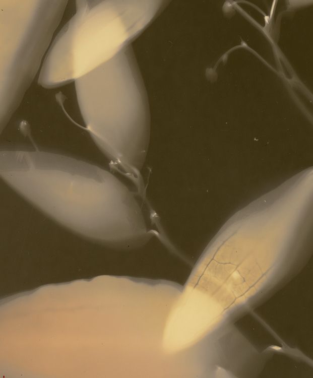 Smilax glyciphylla (Native sarsaparilla), lumen print, unique