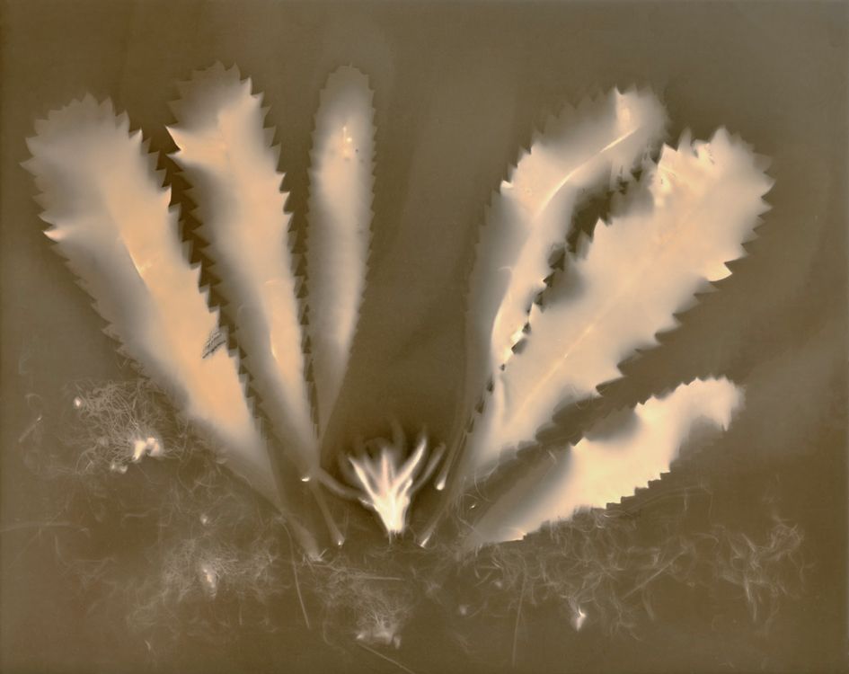 Banksia serrata (Saw-tooth-banksia), lumen print, unique