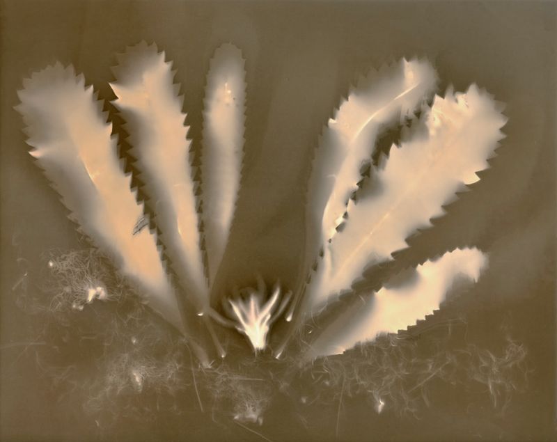 Banksia serrata (Saw-tooth-banksia), lumen print, unique