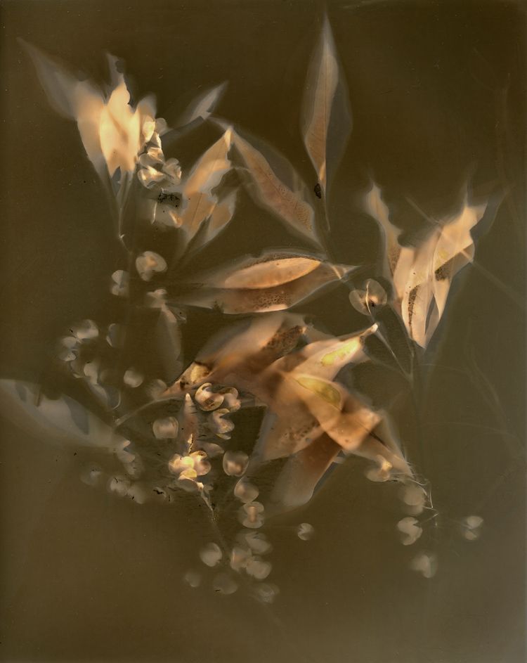 Dodonaea triquetra (Common hopbush), lumen print, unique