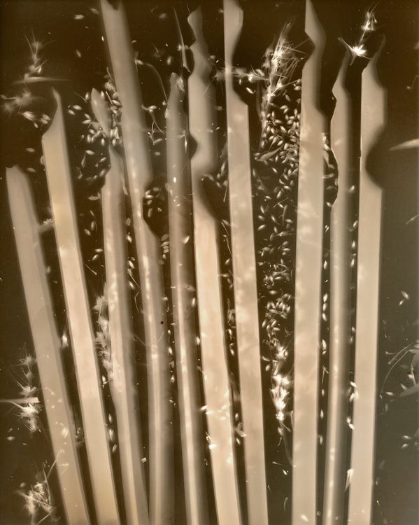 Lomandra longifolia (Longleaf mat rush), lumen print, unique