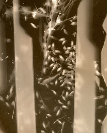 Lomandra longifolia (Longleaf mat rush), lumen print, unique