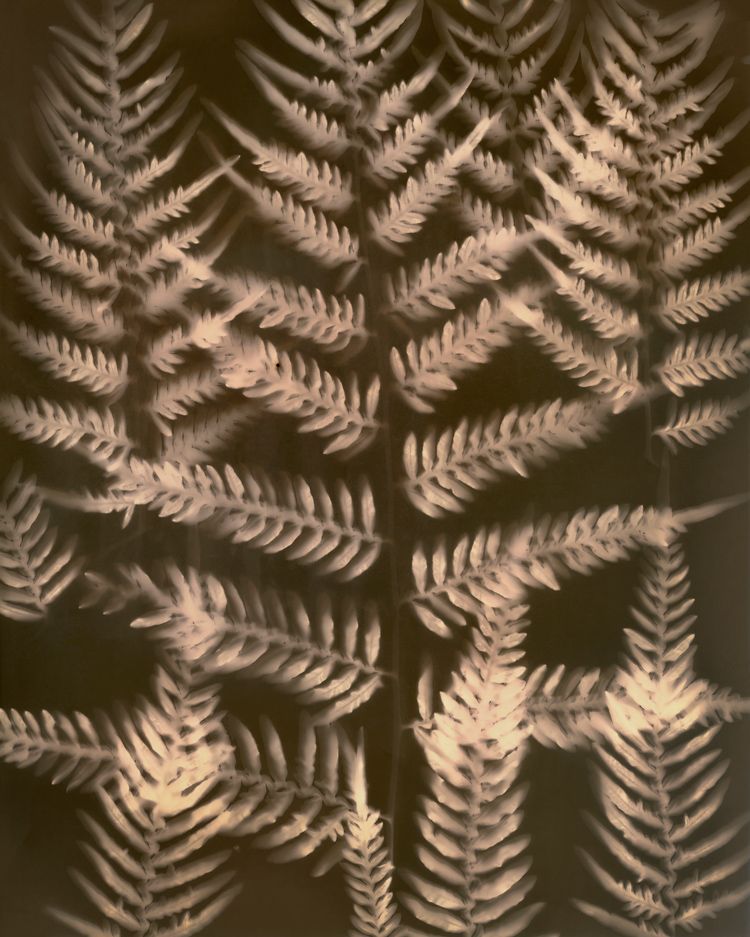 Pteridium esculentum (Bracken fern), lumen print, unique