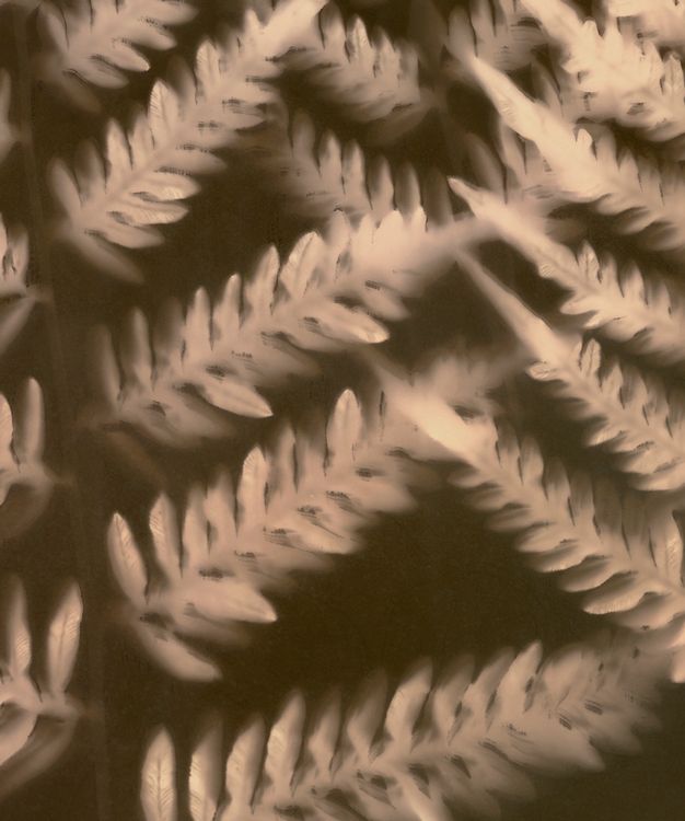 Pteridium esculentum (Bracken fern), lumen print, unique