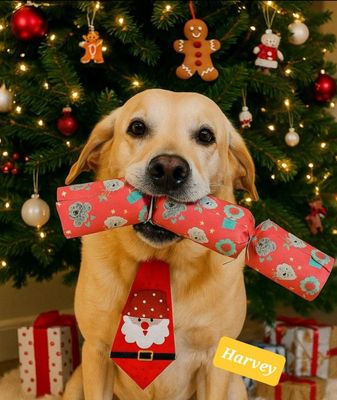 Christmas Cracker For Dogs