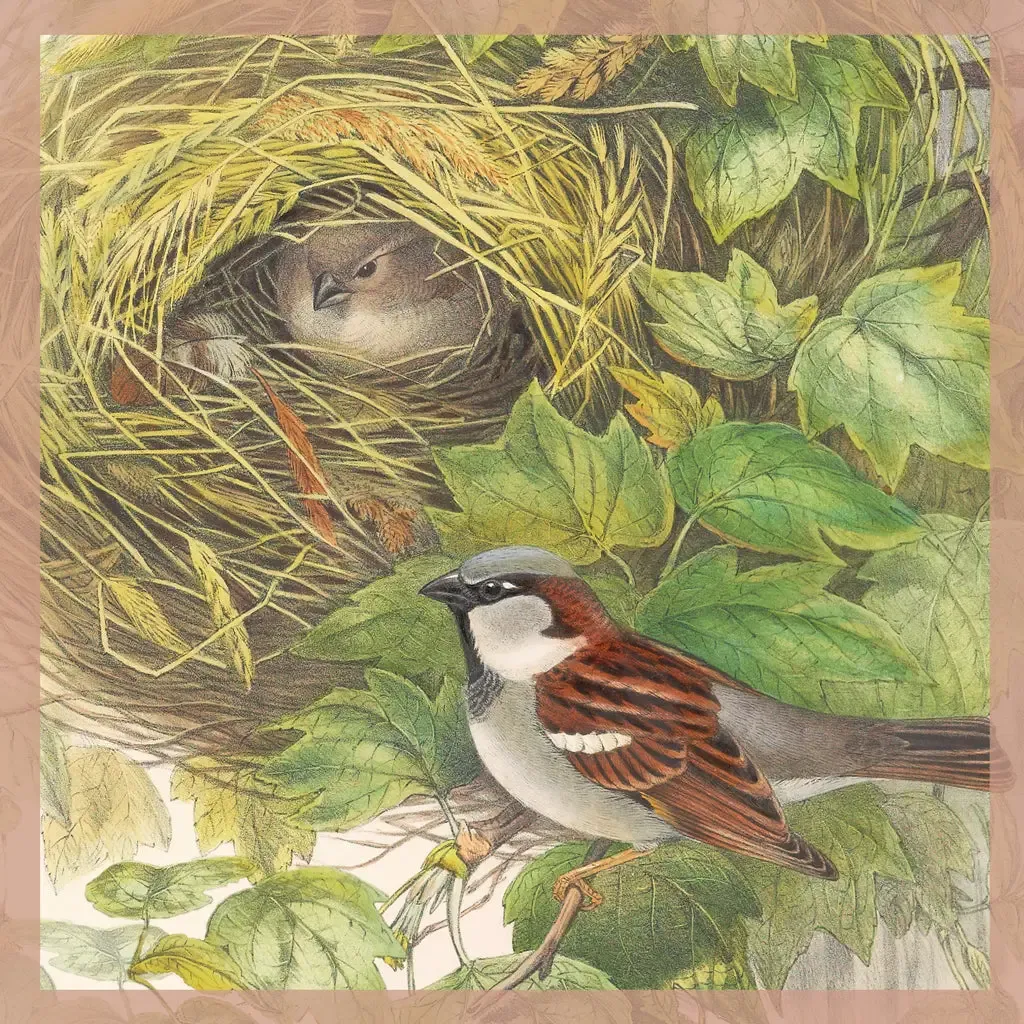 House Sparrows Card