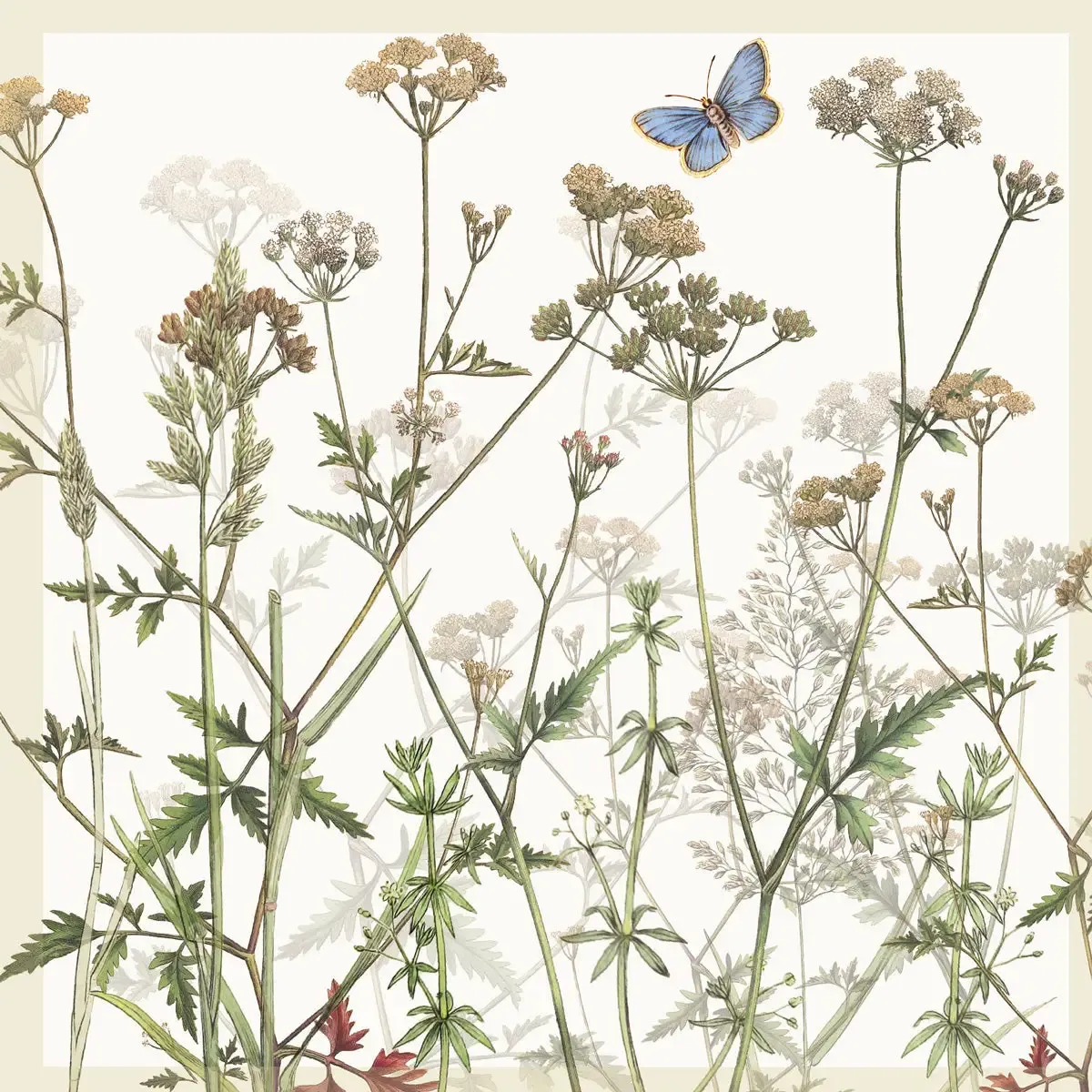 Cow Parsley Card