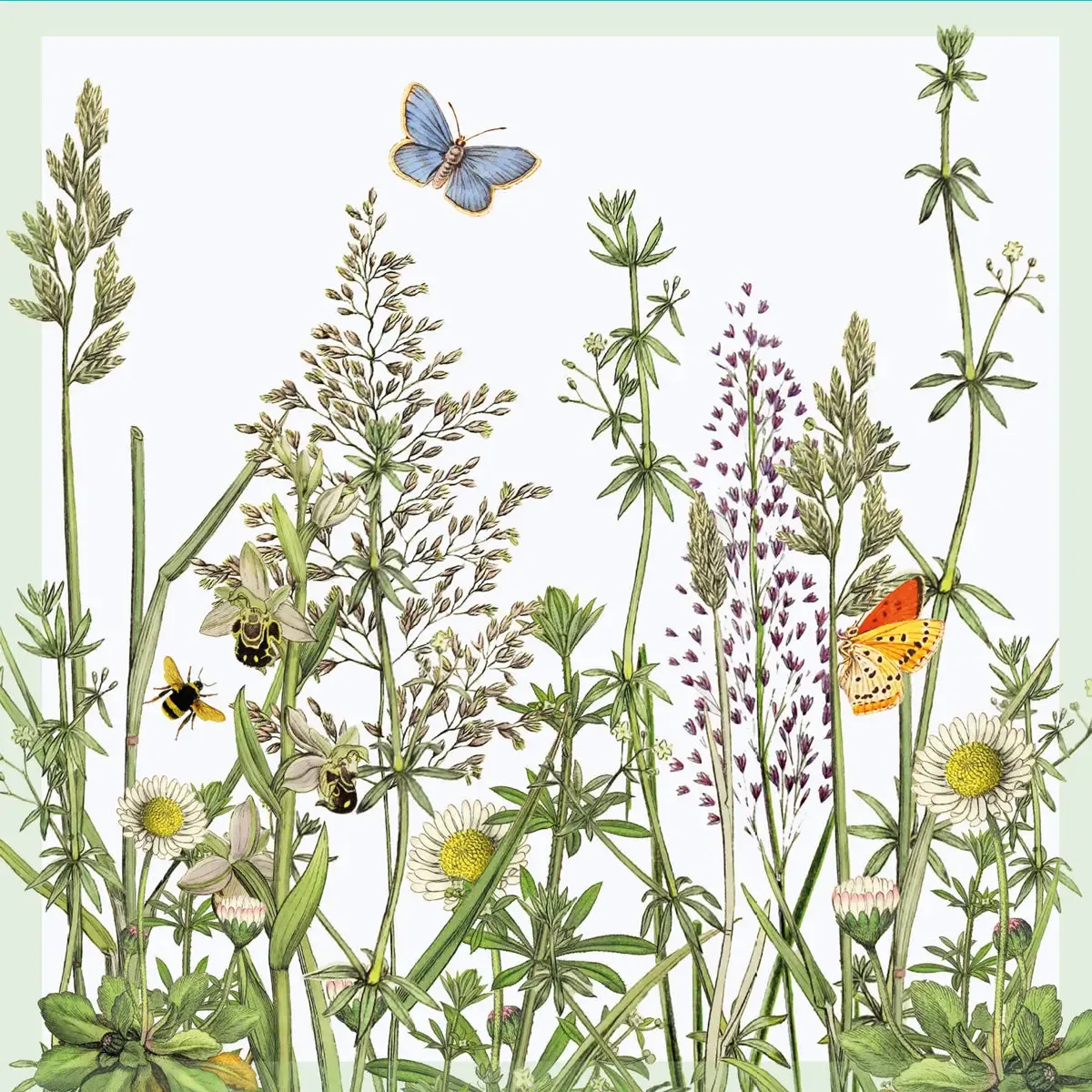 Grasses And Butterfly Card