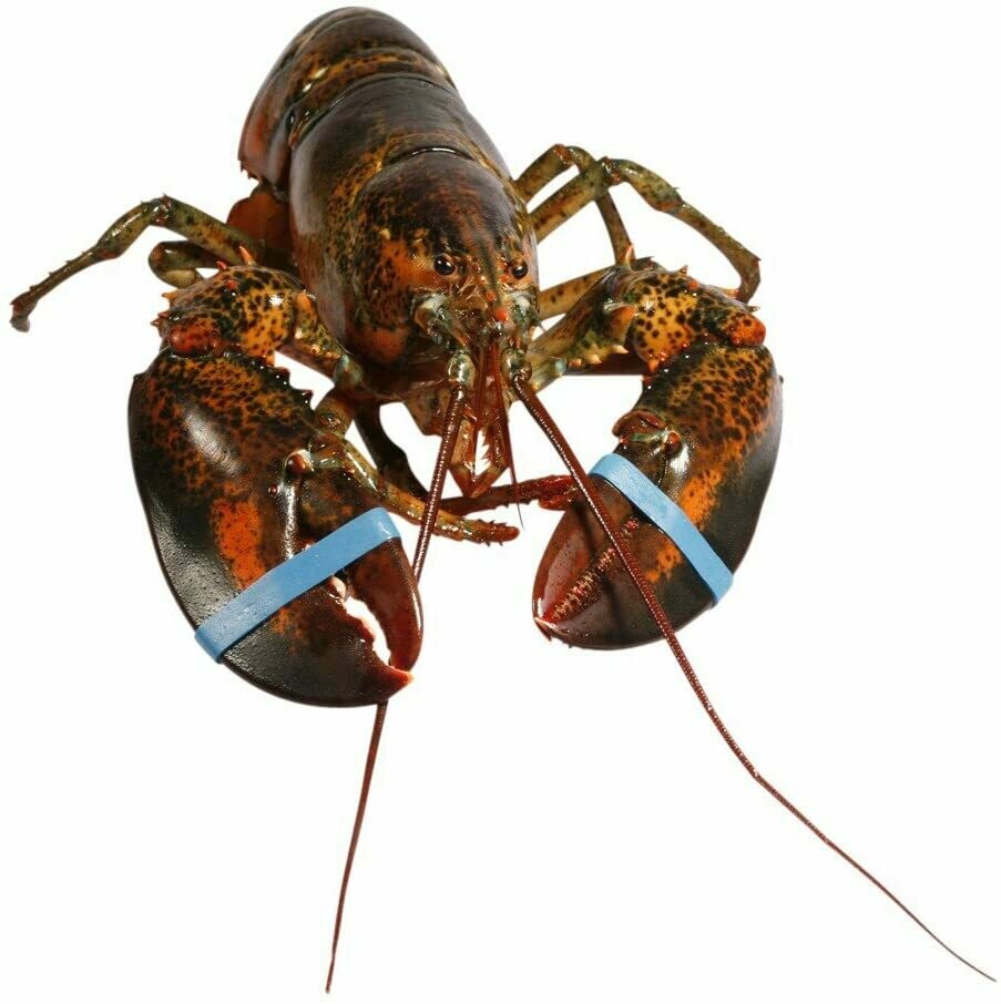Canadian Lobster 400-600g Canadian Lobster 400-600g
