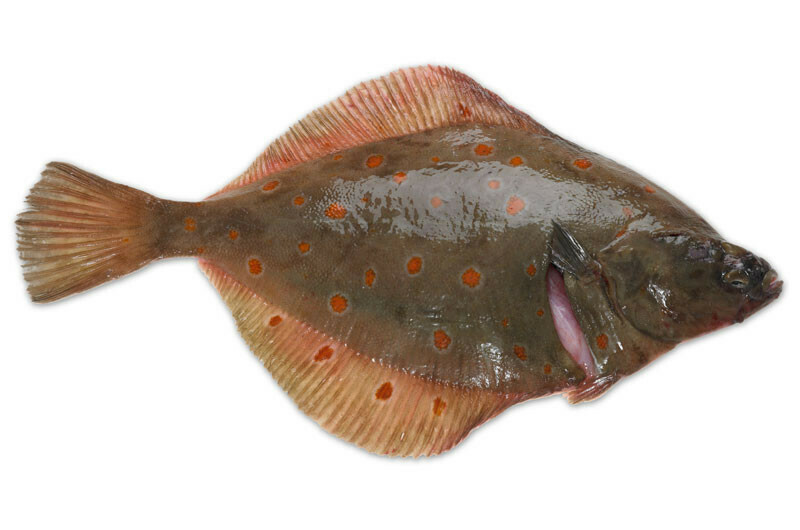 Plaice 340 - 454g EACH Lyme Bay Plaice 340 - 454g EACH Lyme Bay