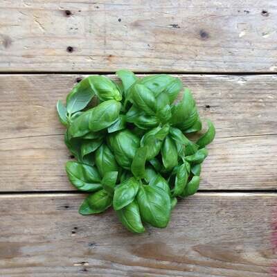 Saatgut-Packung - Basil Genovese
