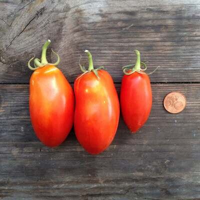 Saatgut-Packung - Tomato San Marzano Nano